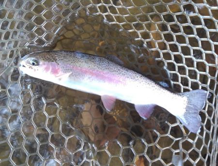 大安トラウトレイク釣果